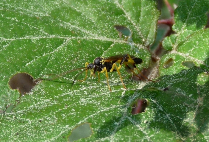 Amblyteles armatorius M (Ichneumonidae, Ichneumoninae)